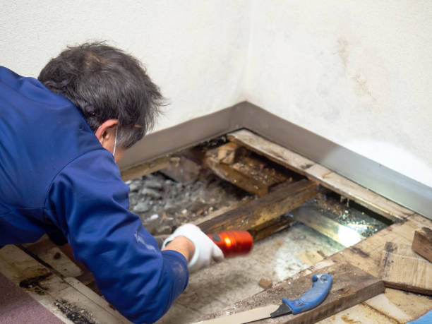 Best Mold Testing  in Rutherford, NJ