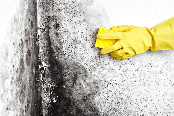 Best Home Mold Removal  in Rutherford, NJ
