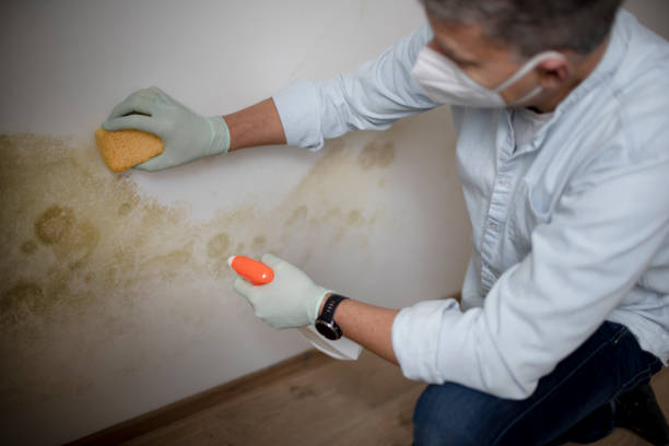 Reliable Rutherford, NJ Mold Removal Solutions