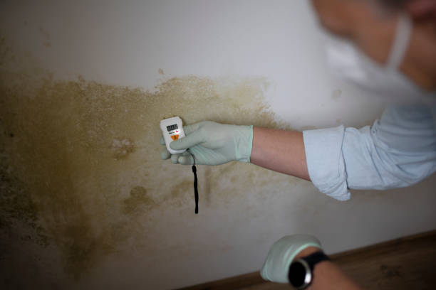 Certified Mold Removal in Rutherford, NJ