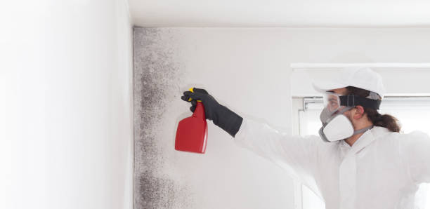 Best Mold Cleaning Services  in Rutherford, NJ