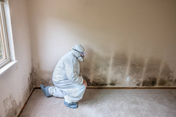 Best Mold Removal Process  in Rutherford, NJ