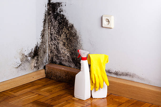 Best Mold Removal and Inspection  in Rutherford, NJ