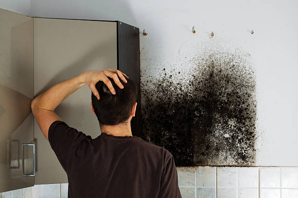 Rutherford, NJ Mold Removal Pros
