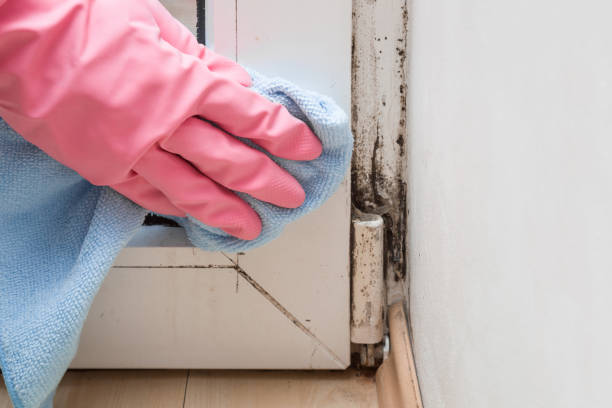 Best Commercial Mold Removal  in Rutherford, NJ