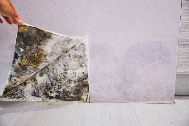 Mold Removal and Inspection in Rutherford, NJ